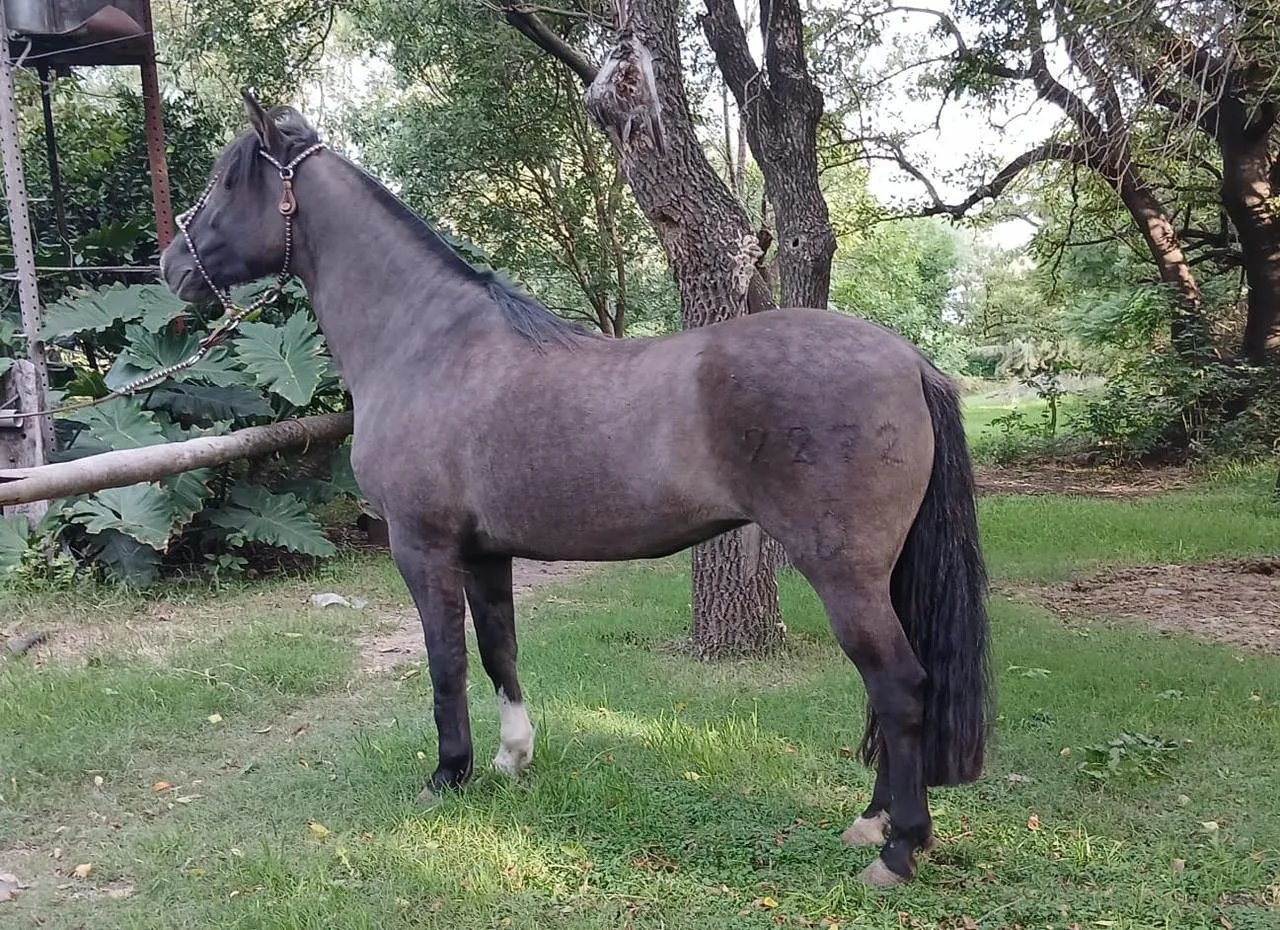 PERDIDA ENCAPOTADA - Imagen 2