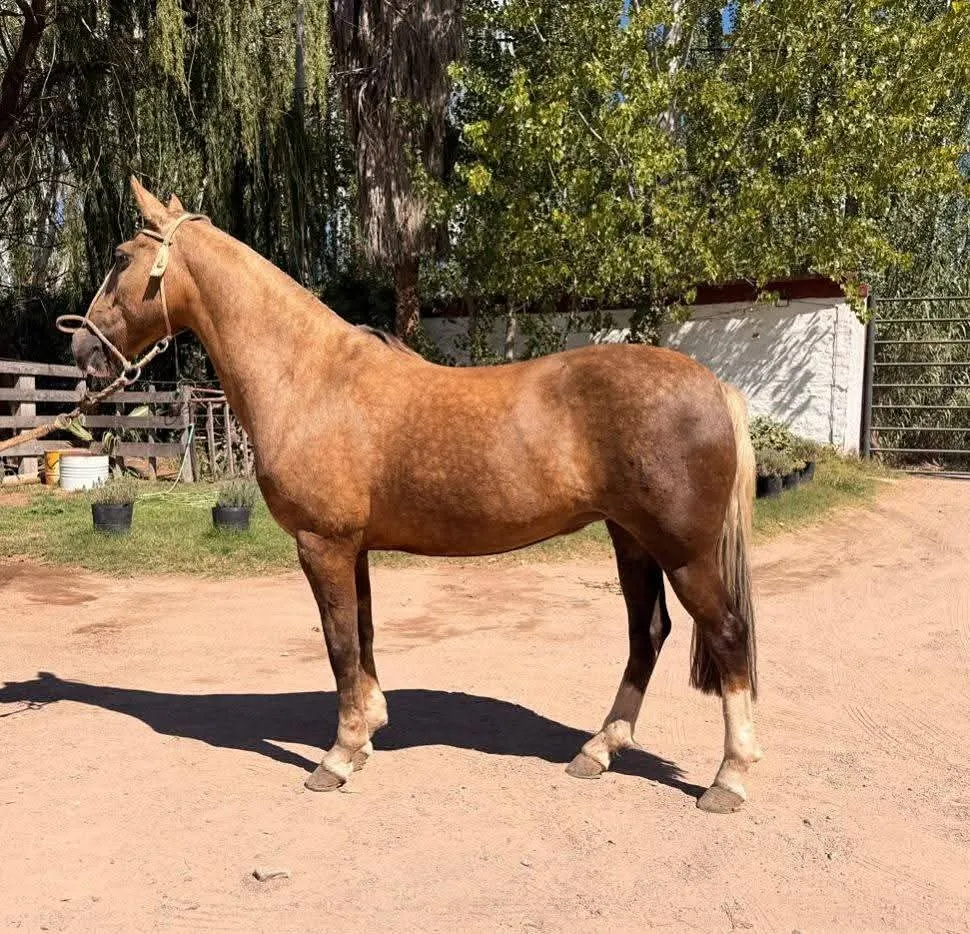 CAÑUMIL CORNELIA  - Imagen 2