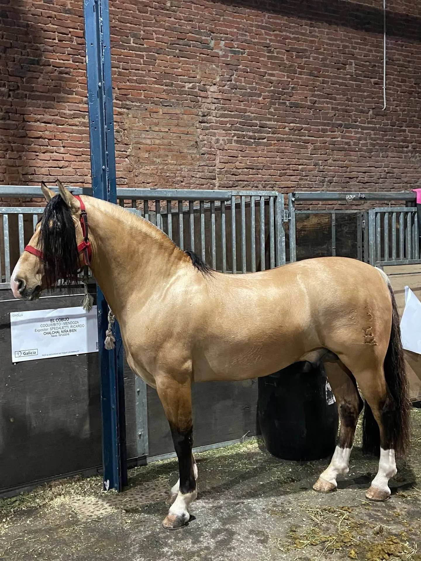 MENTADO TORO VIEJO - Imagen 2