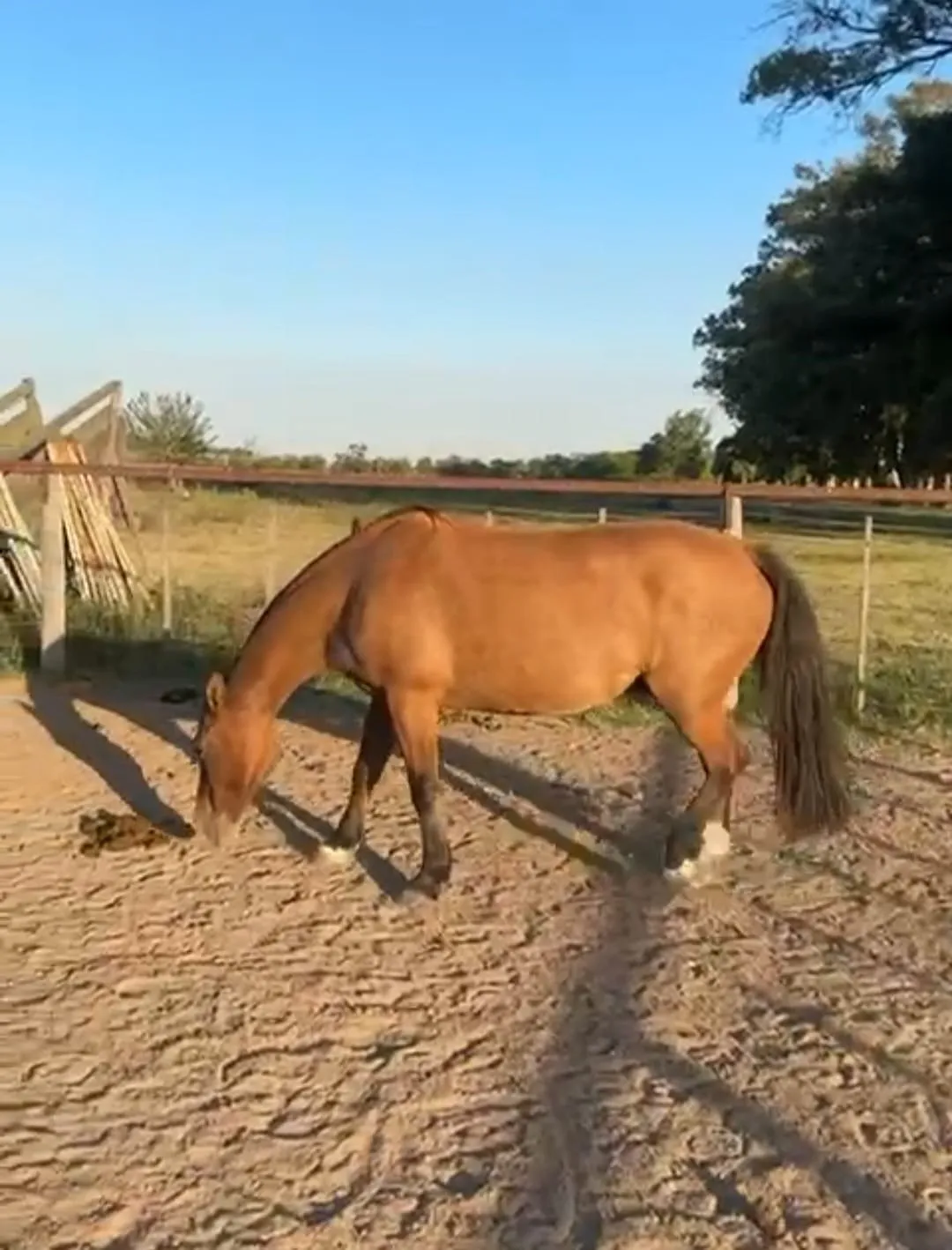 DEL OESTE FAMOSA - Imagen 2