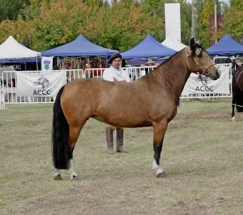 TONELERA LLUVIA - Imagen 2