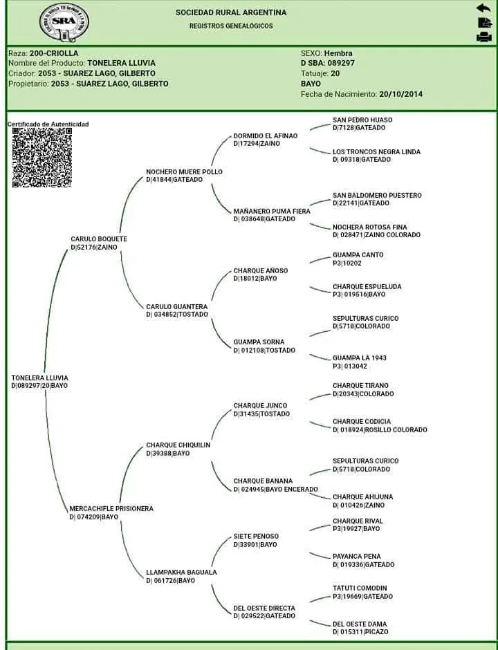 TONELERA LLUVIA - Imagen 5