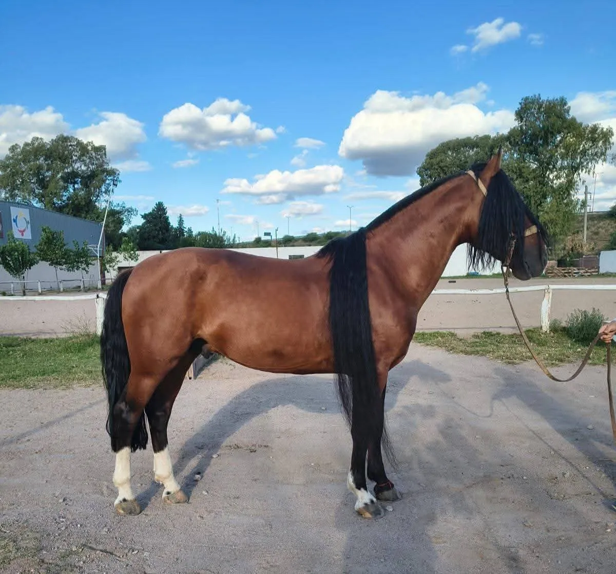 MANOSANTA IMPACTO  - Imagen 2