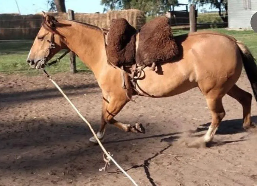 CAÑUMIL ANGELITA  - Imagen 2