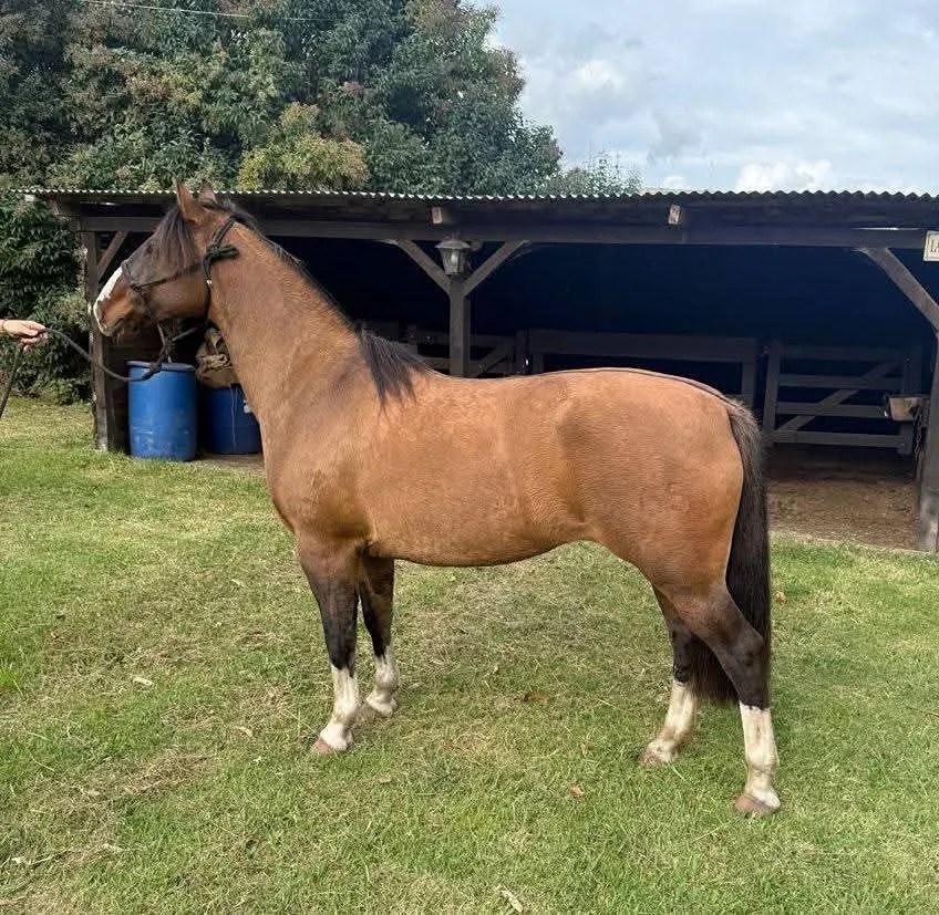 DEL JUNCAL CHACRA CHICA  - Imagen 2