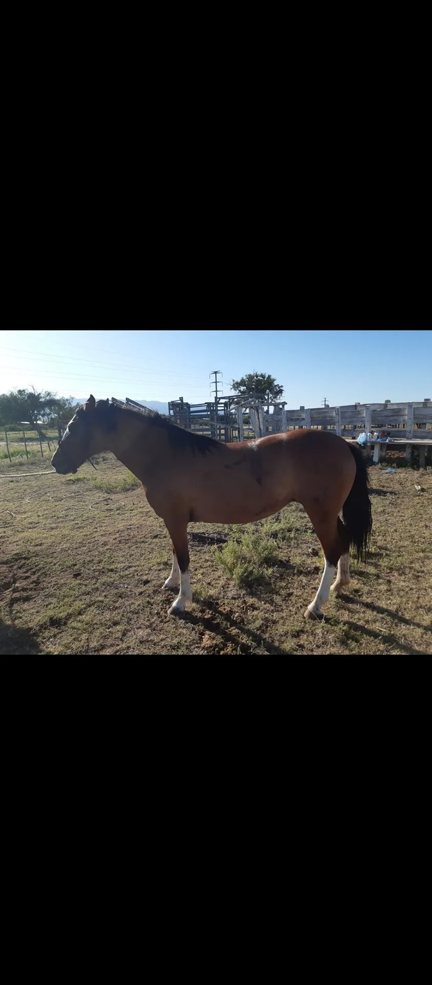 Guasara America - Imagen 2