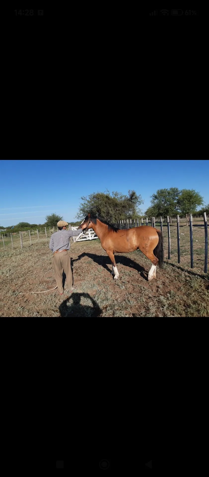 Guasara America - Imagen 3