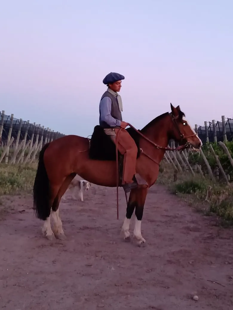 Guasuara Matera  - Imagen 2