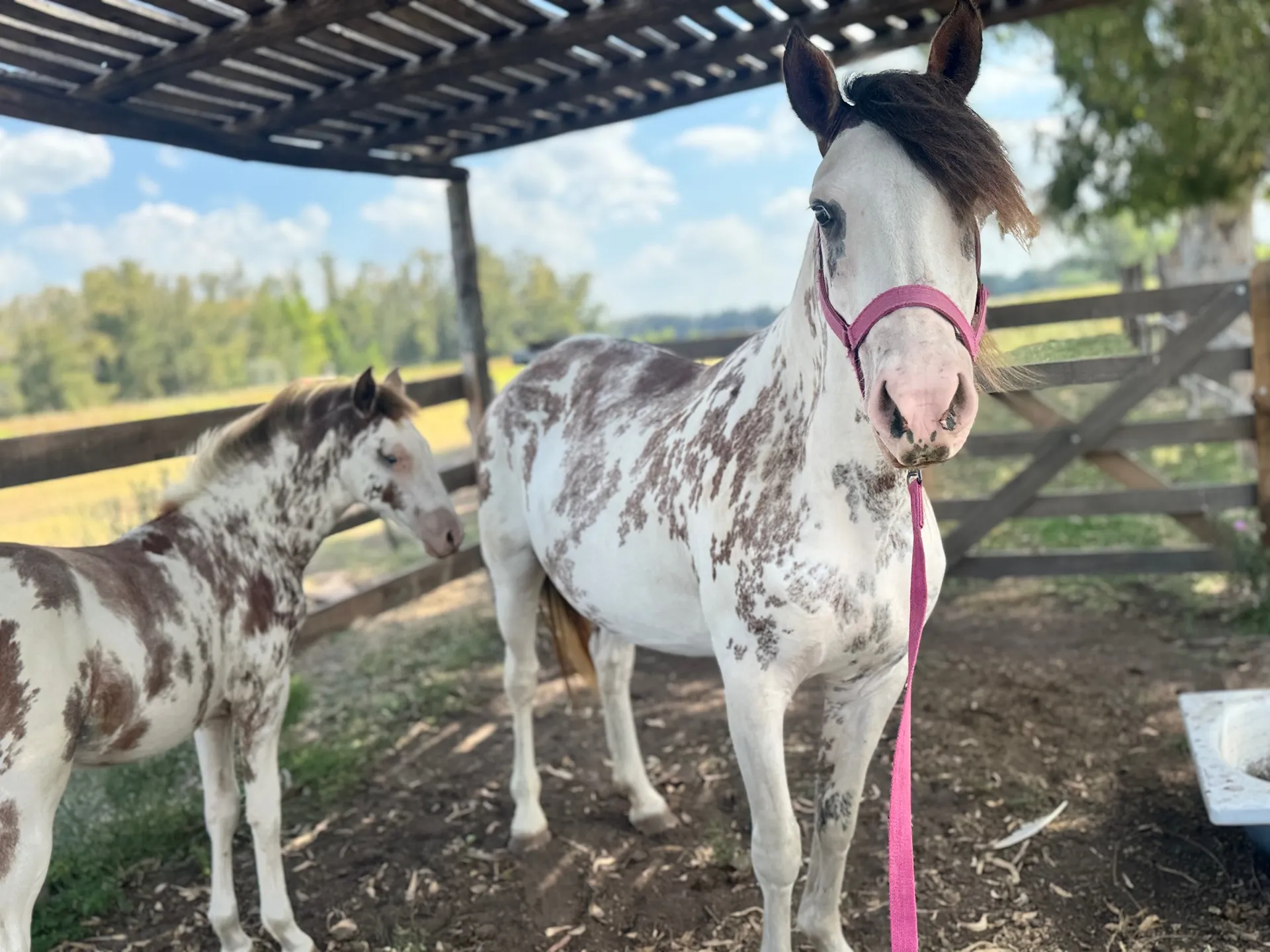 Yegua criolla pp preñada y con cría 