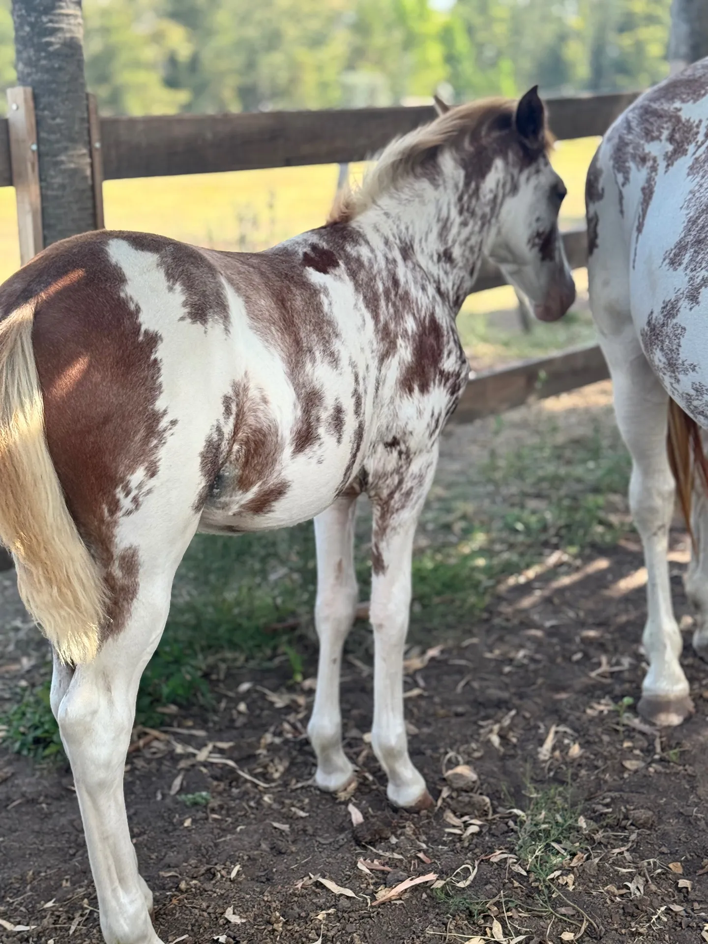 Yegua criolla pp preñada y con cría  - Imagen 2