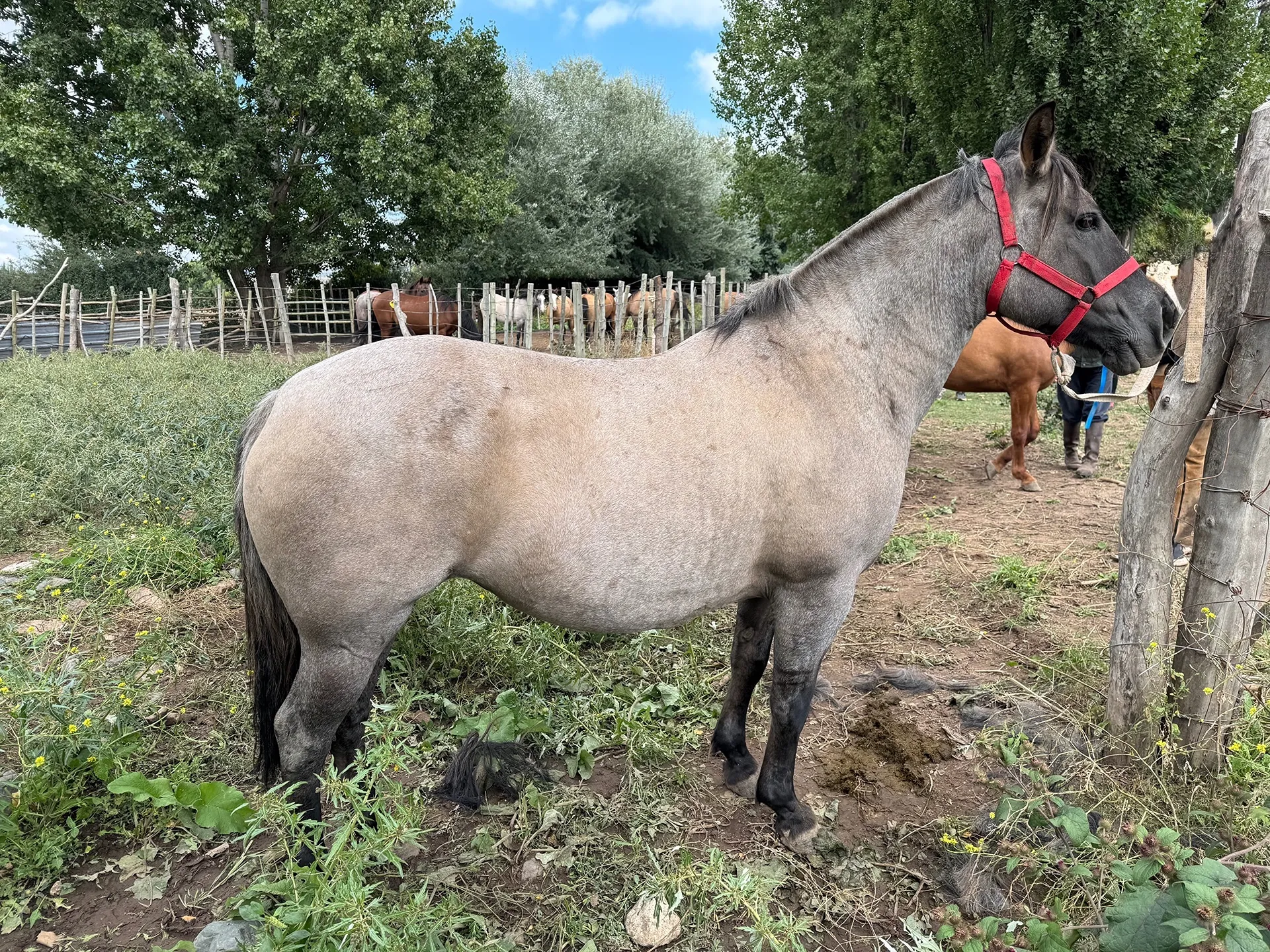 Incayuyo la nochera  - Imagen 2