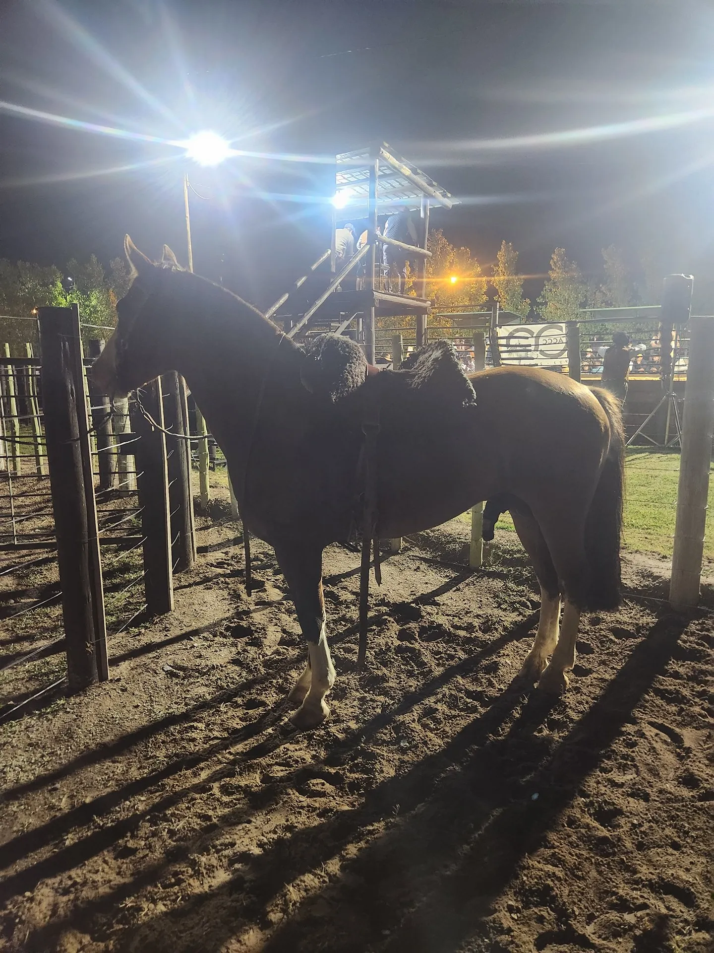 ENTRERRIANO VUELTA CORTA - Imagen 2