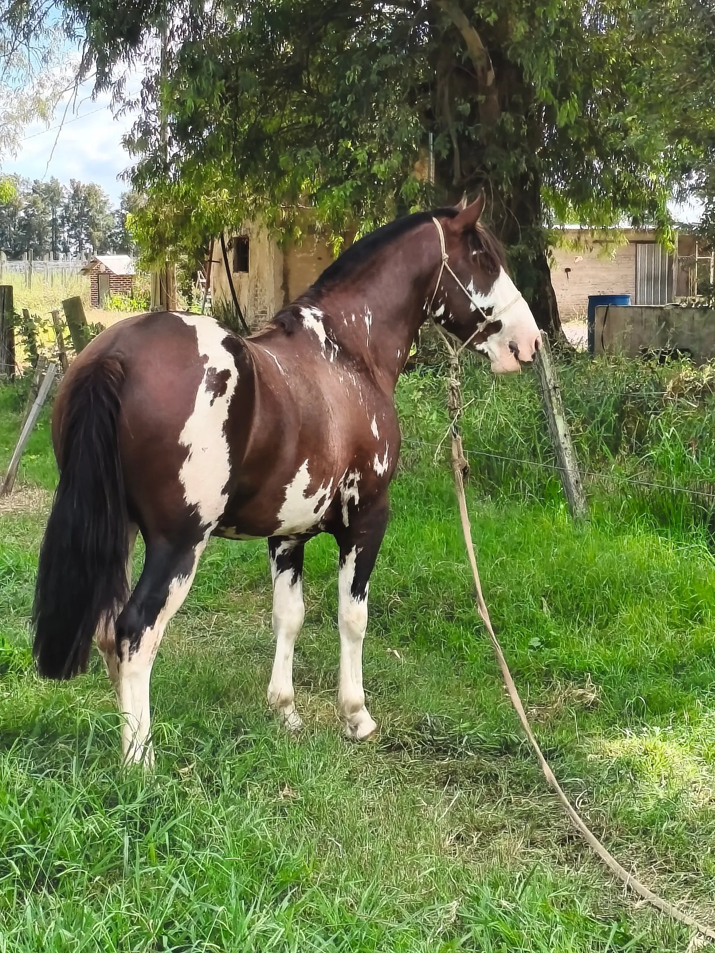 Santa Elisabeta mandinga - Imagen 2