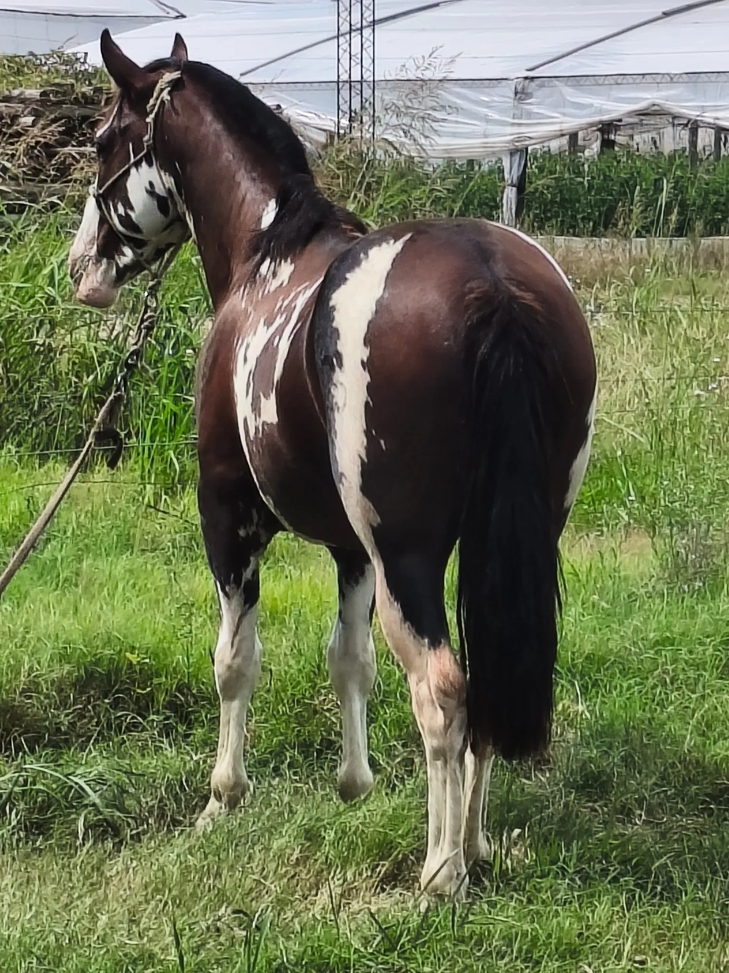 Santa Elisabeta mandinga - Imagen 3