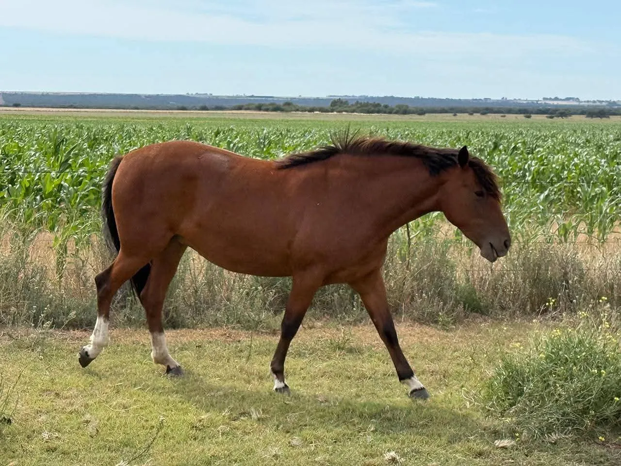 Medanal Herradura  - Imagen 2