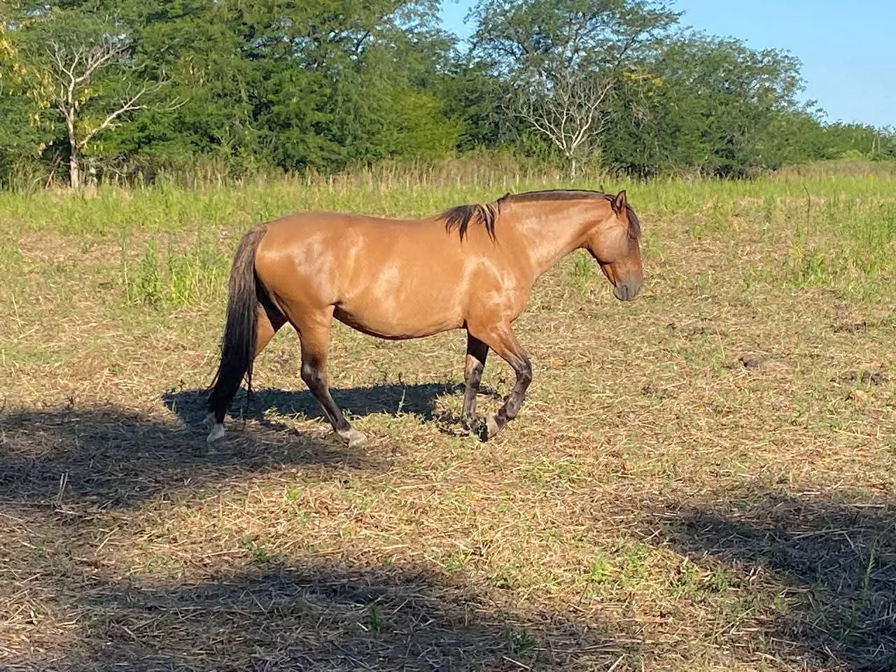Patacón Moldeadora  - Imagen 2