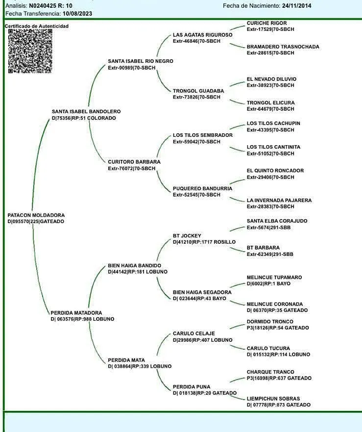 Patacón Moldeadora  - Imagen 5