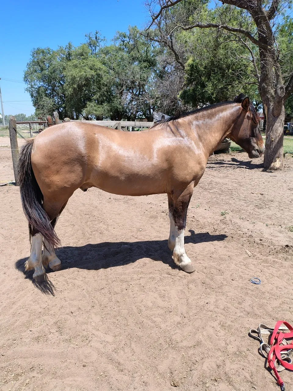 Tinajera Bramido  - Imagen 2