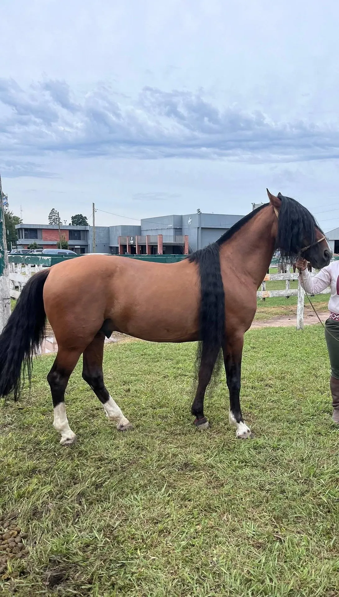 🐴Manosanta Impacto  - Imagen 2