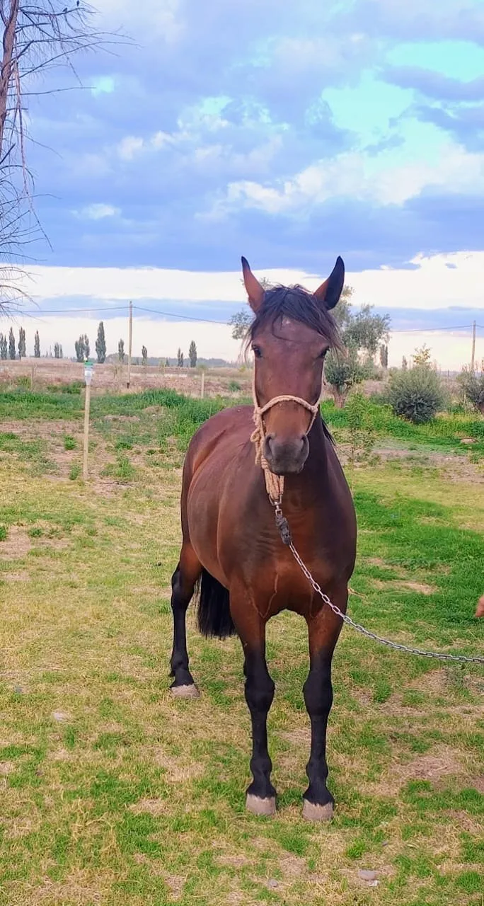 Newen Wimpala - Imagen 2