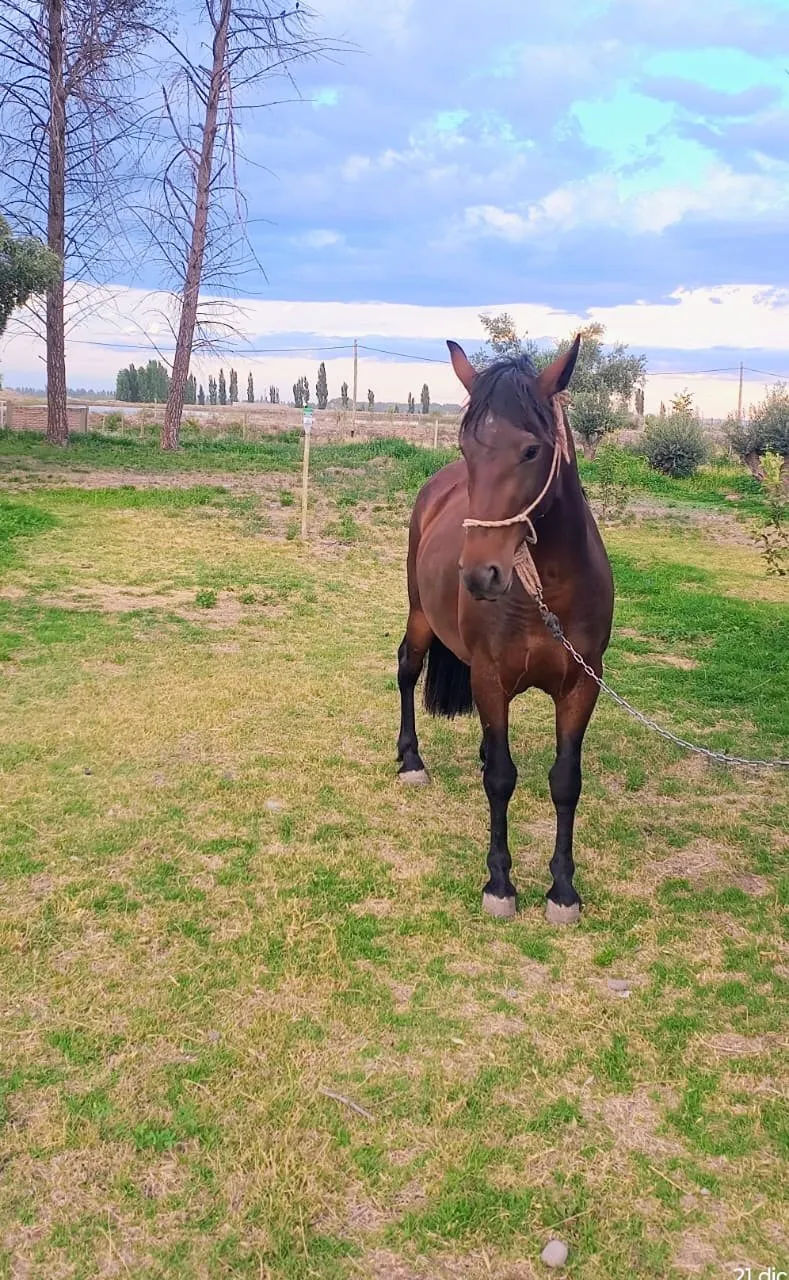 Newen Wimpala - Imagen 5