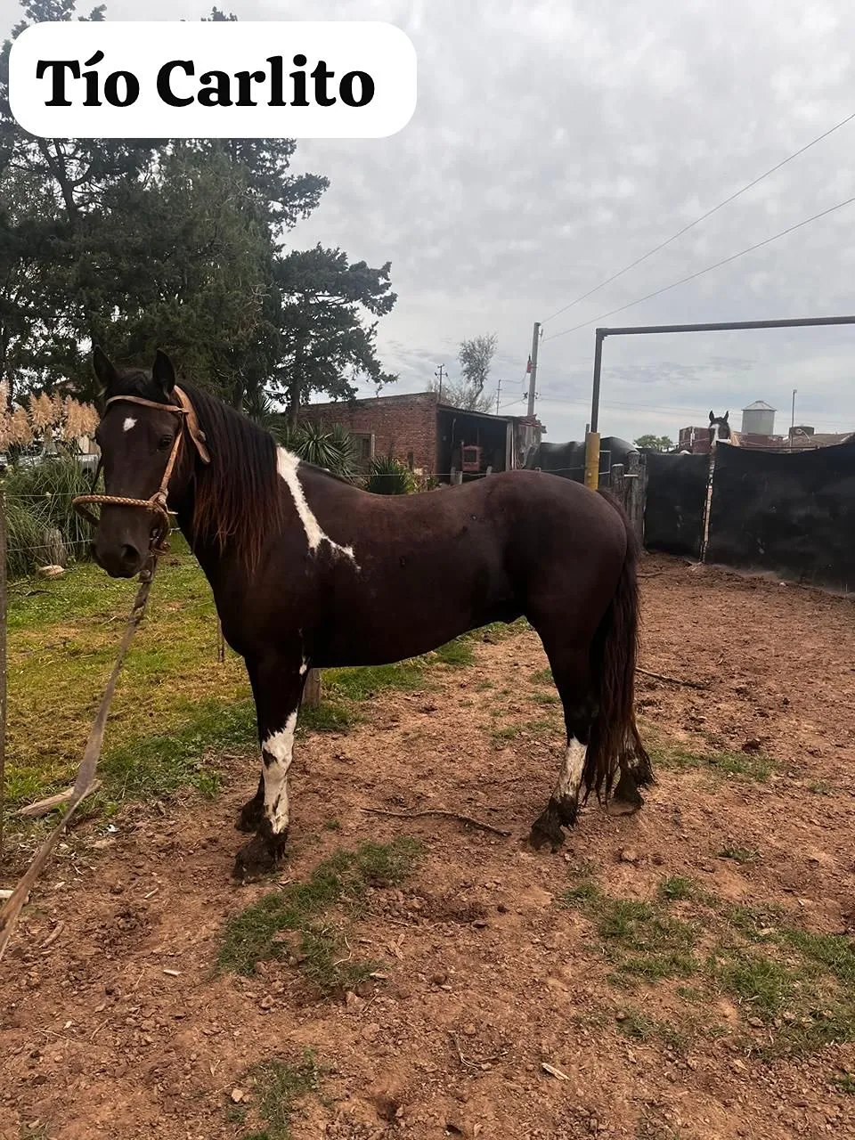 Tobiano s - Imagen 2