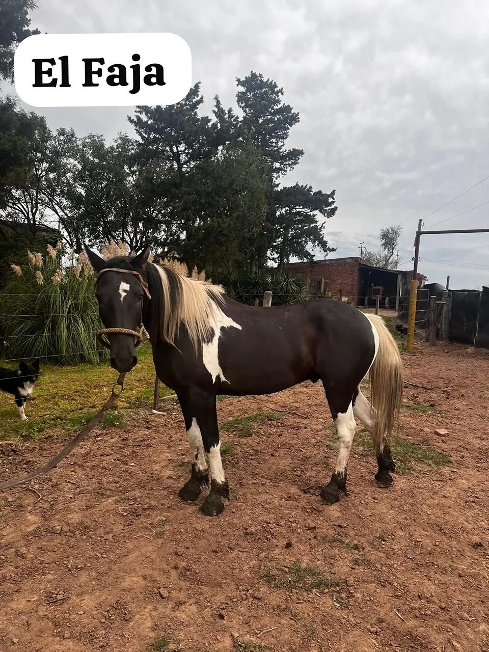 Tobiano s - Imagen 5