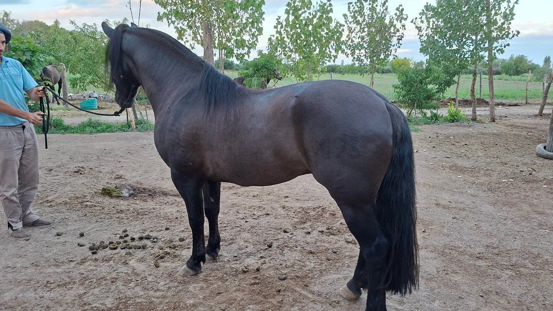 GUALTA ACERO - Imagen 2