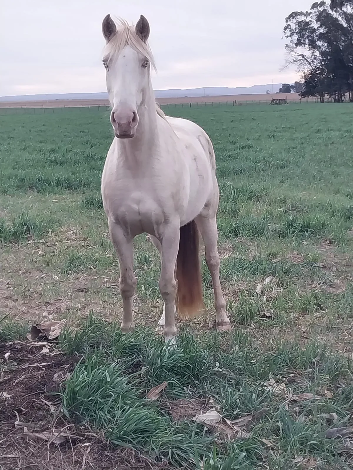 Piosasco la luciernaga