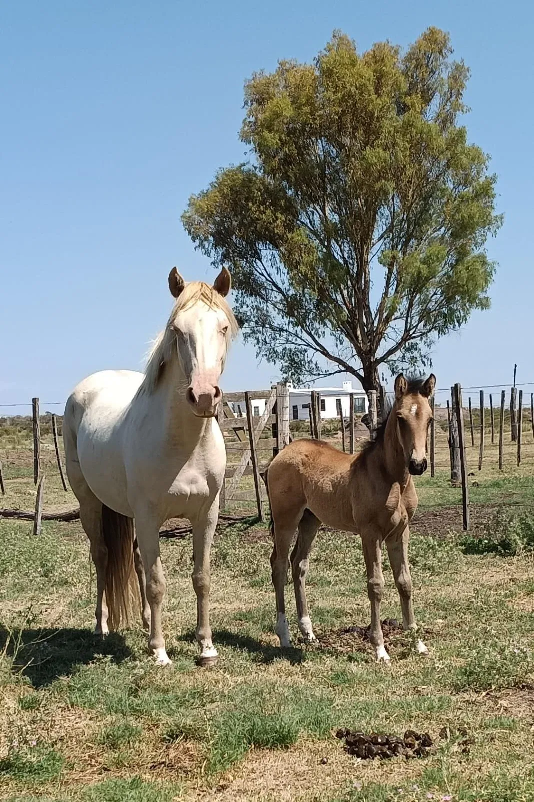 Piosasco la luciernaga - Imagen 4
