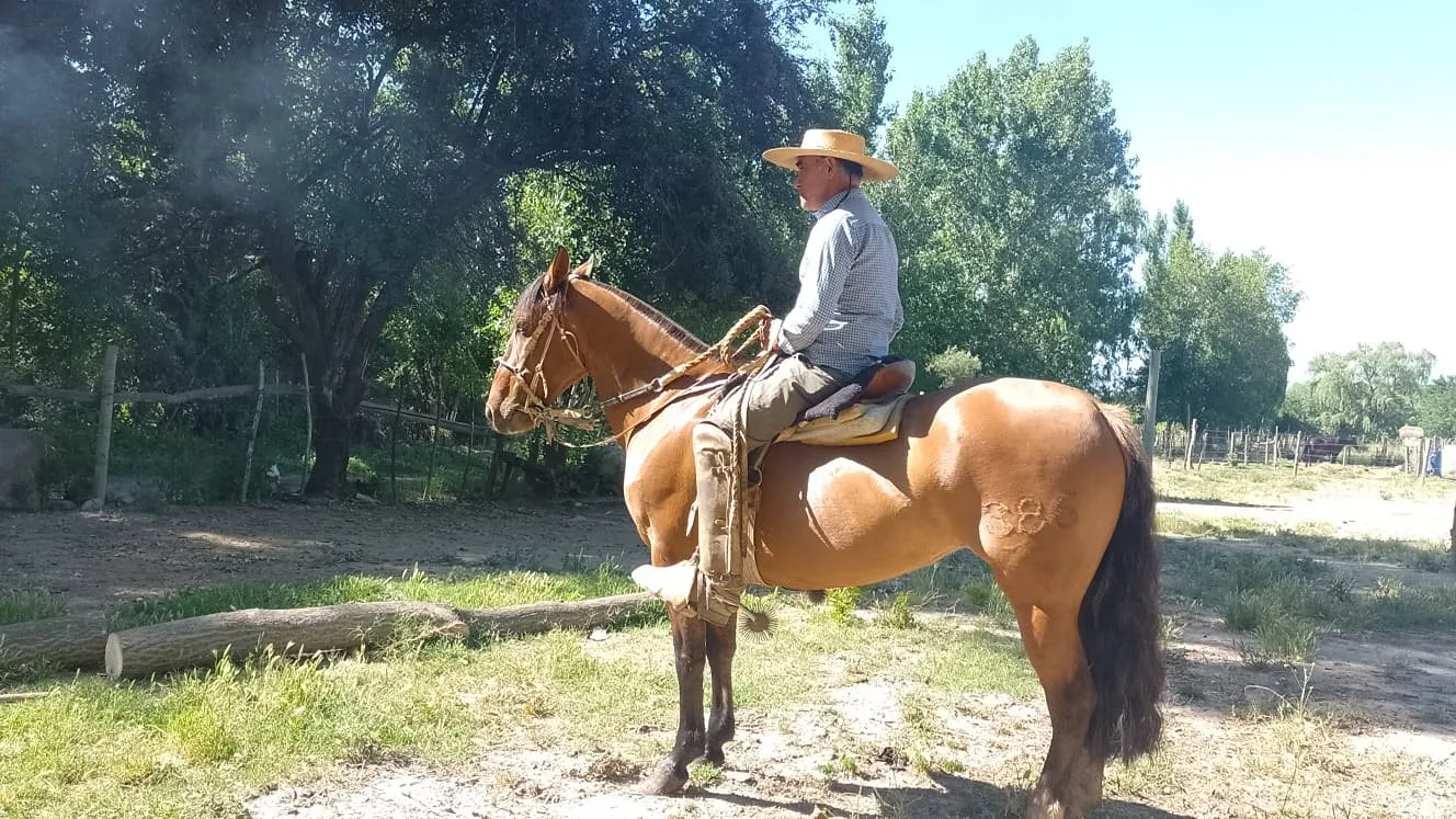 Cañumil serafina - Imagen 3