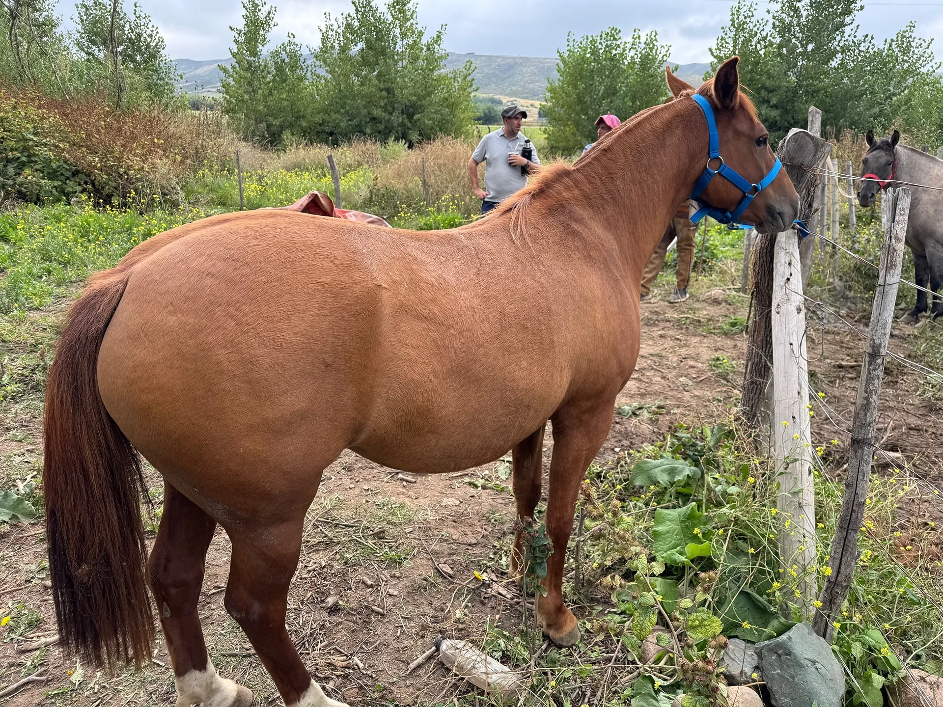Lechiguana Chilca - Imagen 2