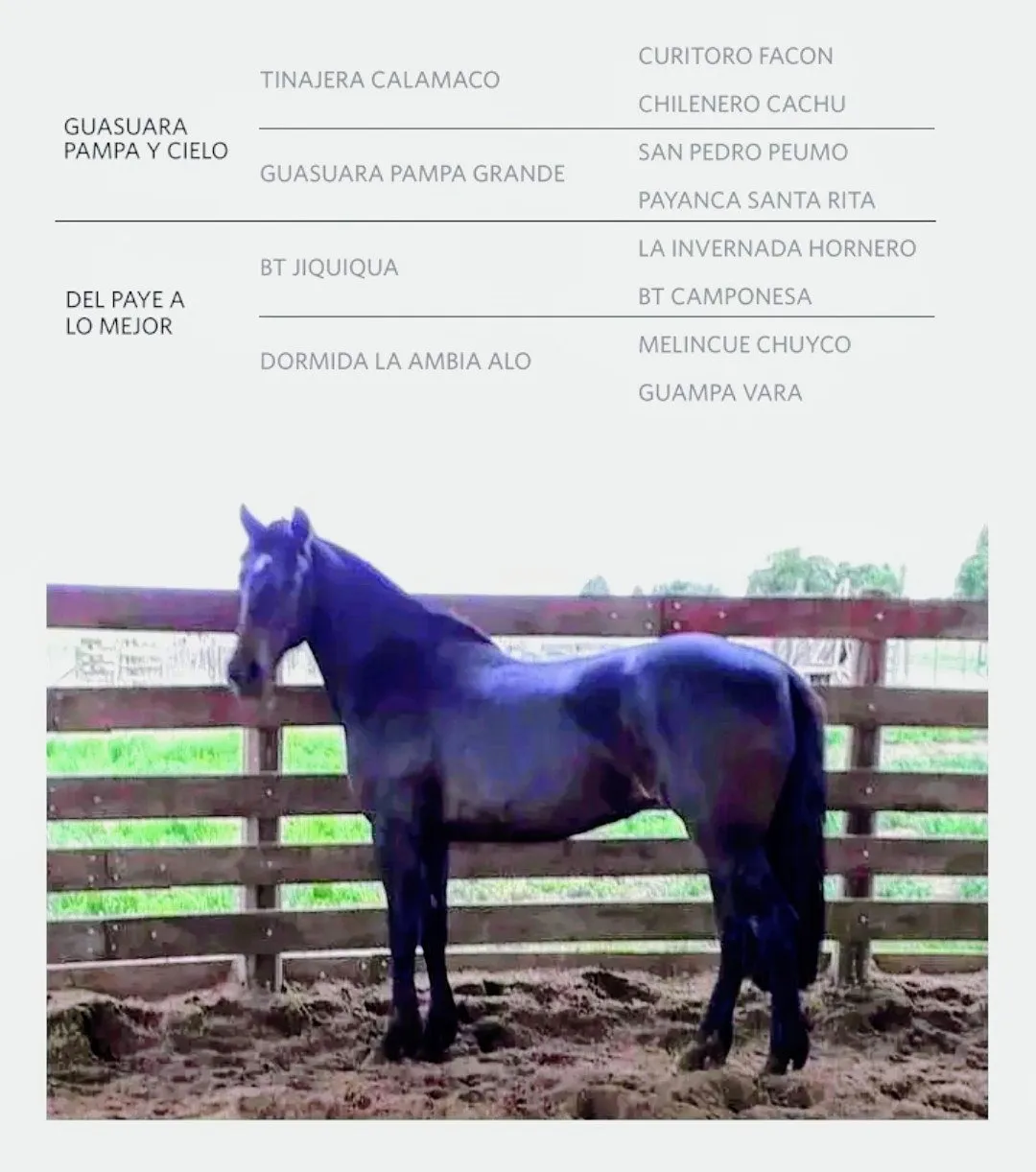 Virtud Abogada Exitosa 