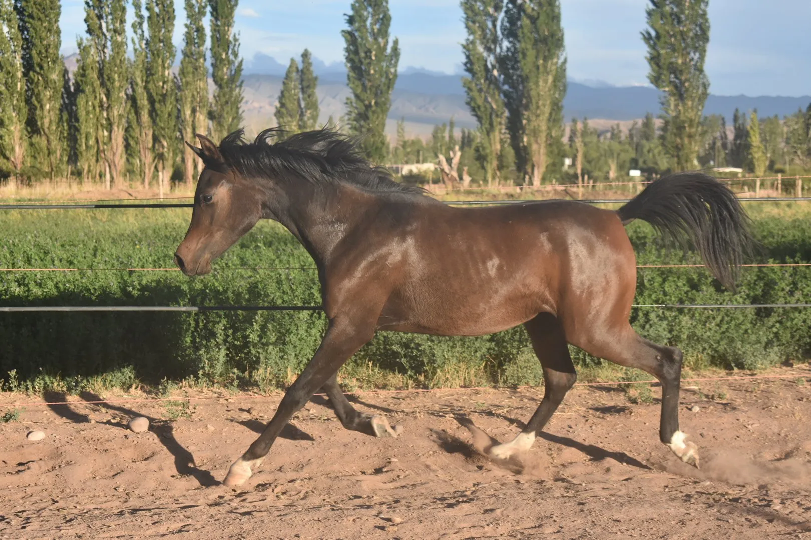 MS Sienna - Imagen 2