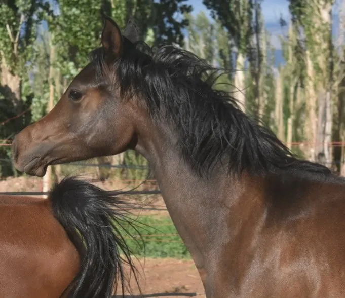 MS Sienna - Imagen 5