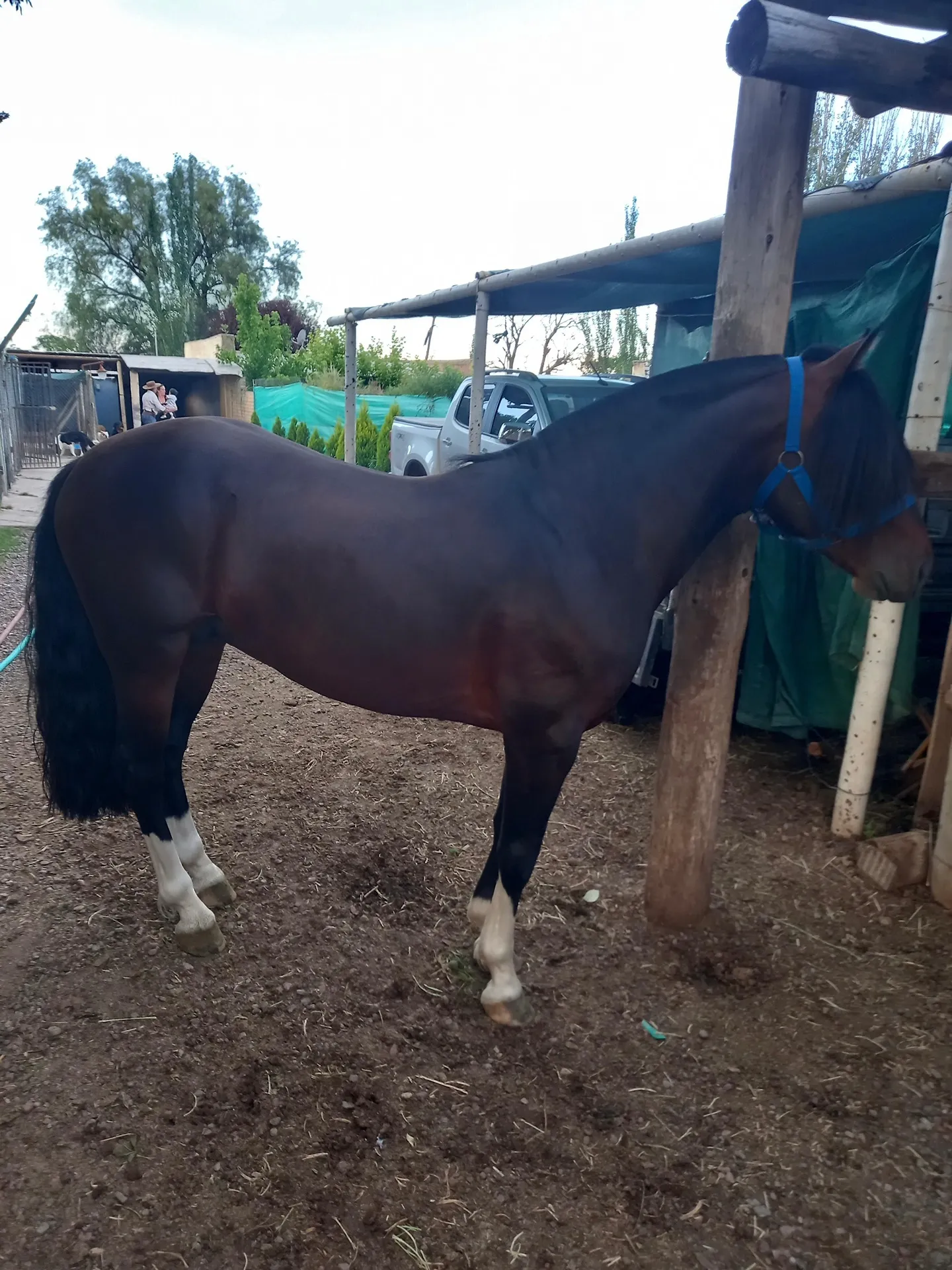 Yaucha Caprichoso - Imagen 2