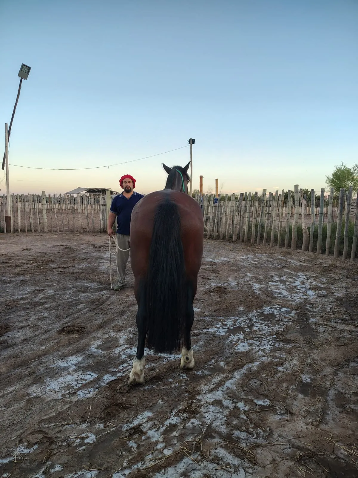 CAÑUMIL TOMASITO  - Imagen 2