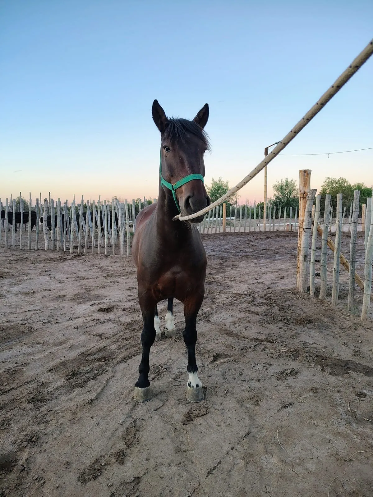 CAÑUMIL TOMASITO  - Imagen 5