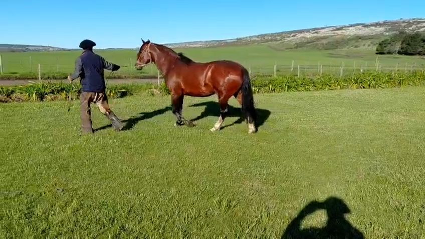 DEL JUNCAL LANCERO - Video