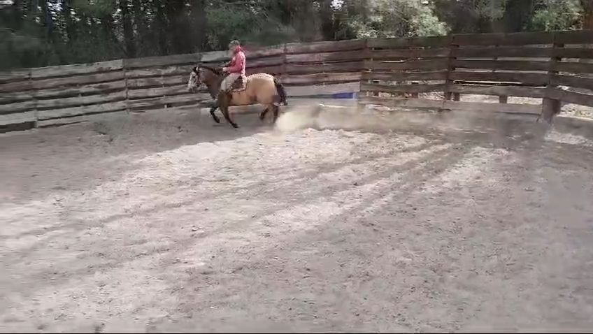 MALPINTADO COTORRA  - Video