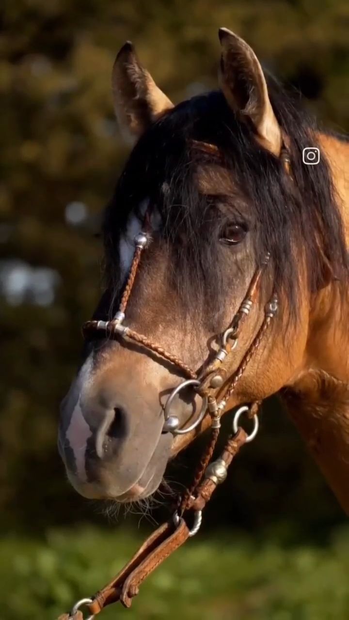 CHURRINCHE DON ANTONIO 99 - Video