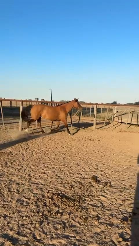 DEL OESTE FAMOSA - Video