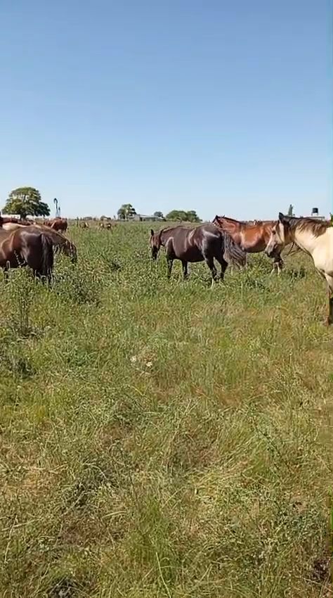 CARA CARA AÑA INDIA - Video