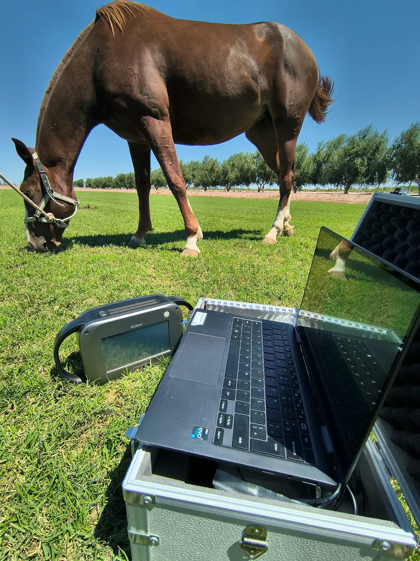 Equo H.E. Juan P Albarracin  - Imagen 2